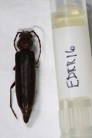  EDRR16  Arhopalus obsoletus  voucher
